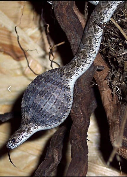 দেশী ডিমখোর ছবি 2