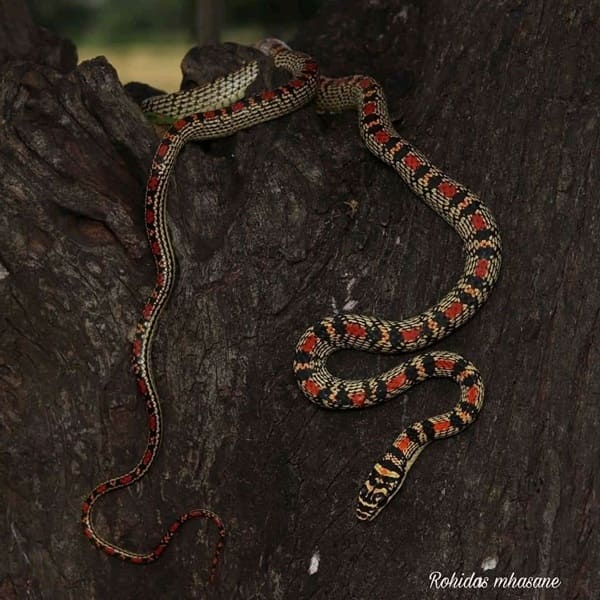 কাল নাগিনী - Ornate flying snake