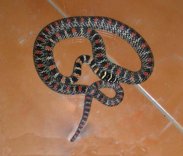 কাল নাগিনী ছবি 2