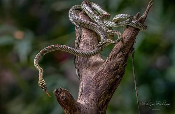 কাল নাগিনী ছবি 3