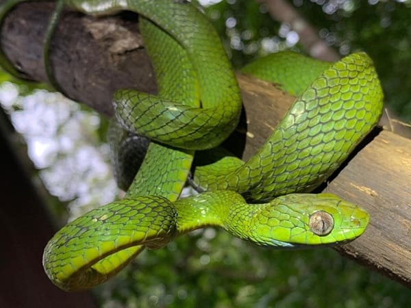 সবুজ ফণিমনসা ছবি 2