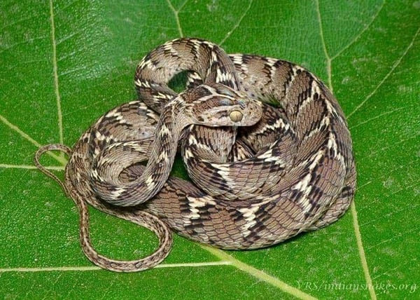 পাতি ফণিমনসা - Common Indian cat snake