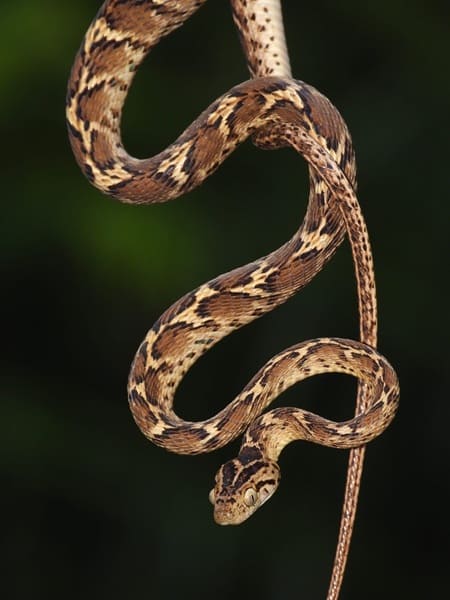 পাতি ফণিমনসা ছবি 2