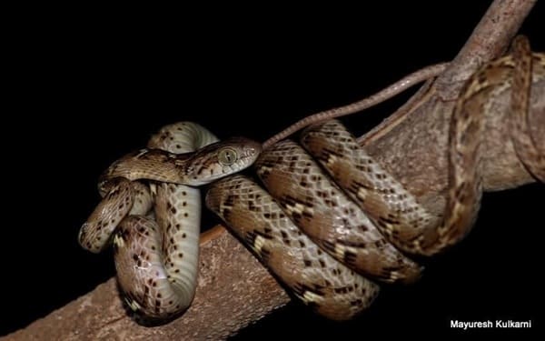 পাতি ফণিমনসা ছবি 3