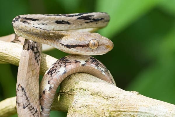 বাংলার ফণিমনসা ছবি 2