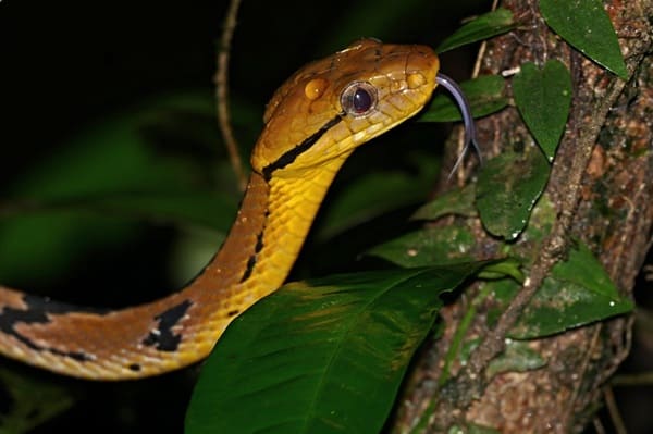 বাংলার ফণিমনসা ছবি 3