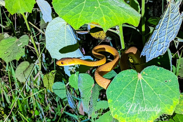 খয়েরী ফণিমনসা ছবি 3