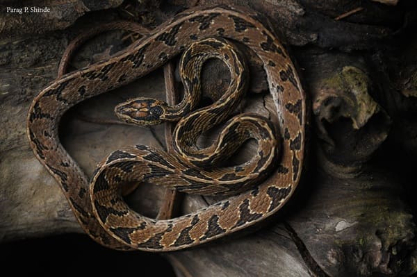 পূবের ফণিমনসা ছবি 2
