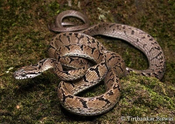 পূবের ফণিমনসা ছবি 3