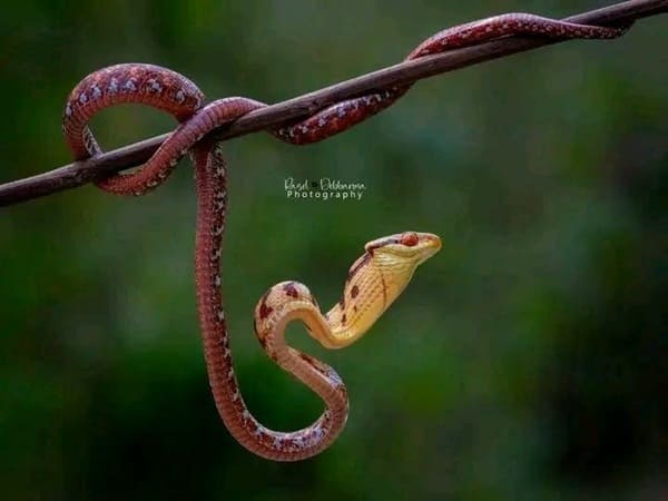চোখী ফণিমনসা ছবি 2
