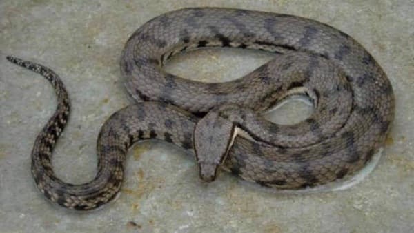 নোনাবোড়া ছবি 2