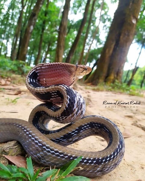 তামাটে মাথা দুধরাজ সাপ - Copper Headed Trinket Snake