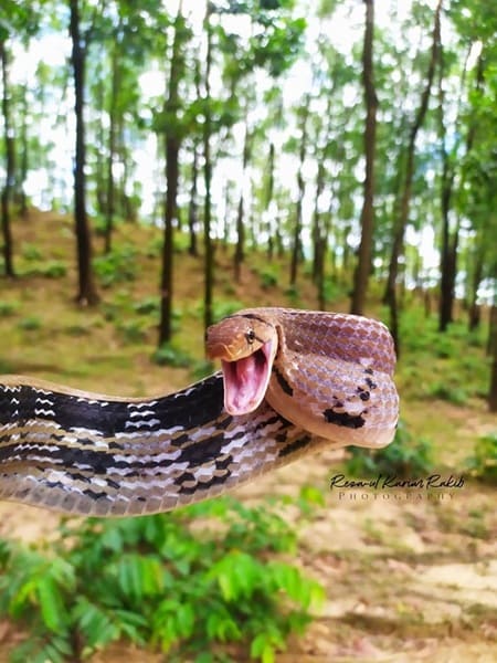 তামাটে মাথা দুধরাজ সাপ ছবি 3