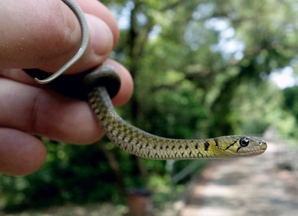 জলঢোঁড়া সাপ ছবি 3