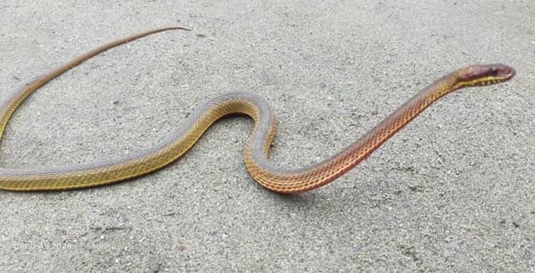 চিত্রিত ঢোঁড়া সাপ ছবি 2