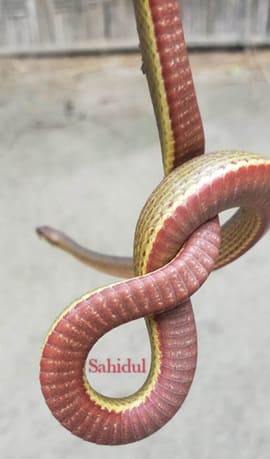 চিত্রিত ঢোঁড়া সাপ ছবি 3