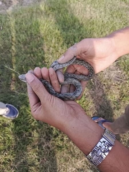 দাগী জলঢোঁড়া সাপ ছবি 2