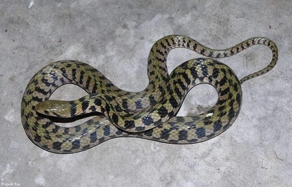 দাগী জলঢোঁড়া সাপ ছবি 3