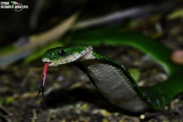 সবুজ ঢোঁড়া সাপ (নির্বিষ তবে বিষাক্ত) ছবি 2