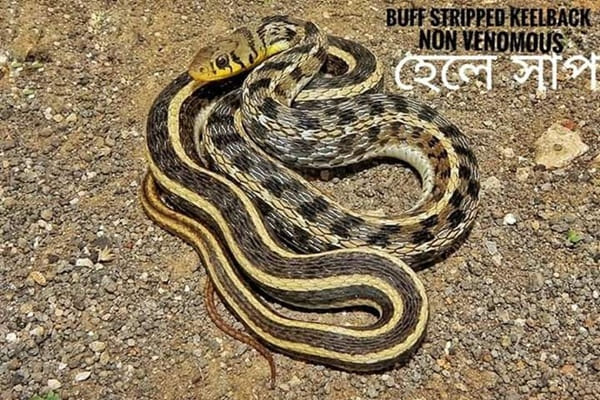 হেলে সাপ - Buff Striped Keelback Snake