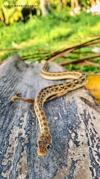 হেলে সাপ ছবি 2