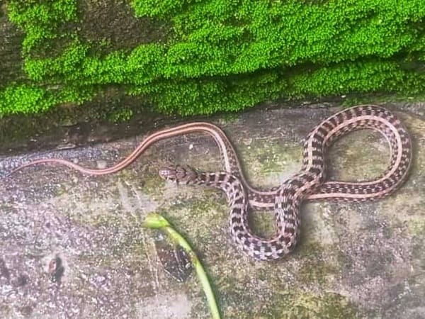 হেলে সাপ ছবি 3