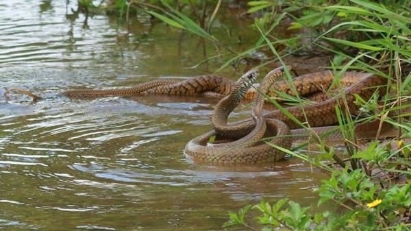 দাঁড়াশ সাপ - Indian Rat Snake