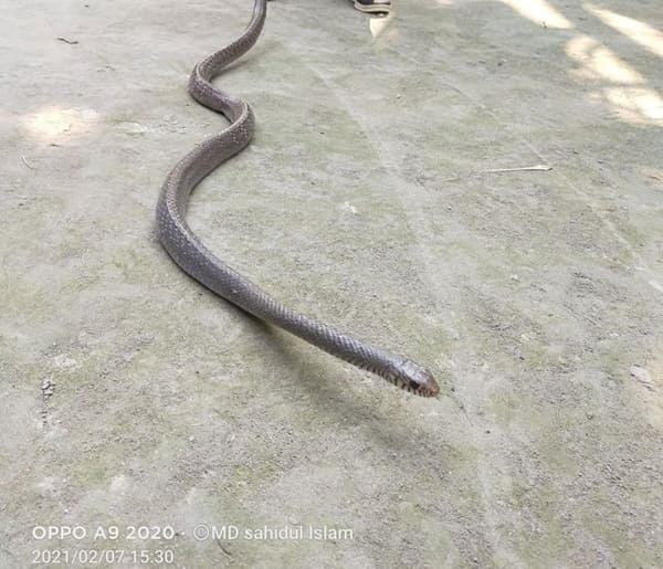 দাঁড়াশ সাপ ছবি 3