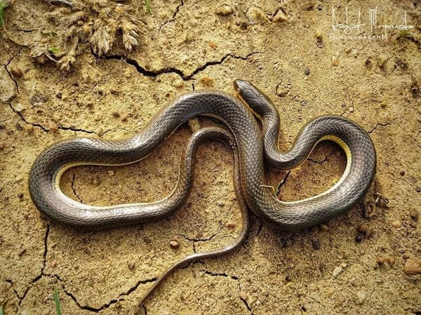 জলপাইরঙা মেটে সাপ ছবি 2