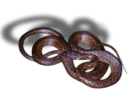 ভেনিং-এর মাইটা সাপ ছবি 2