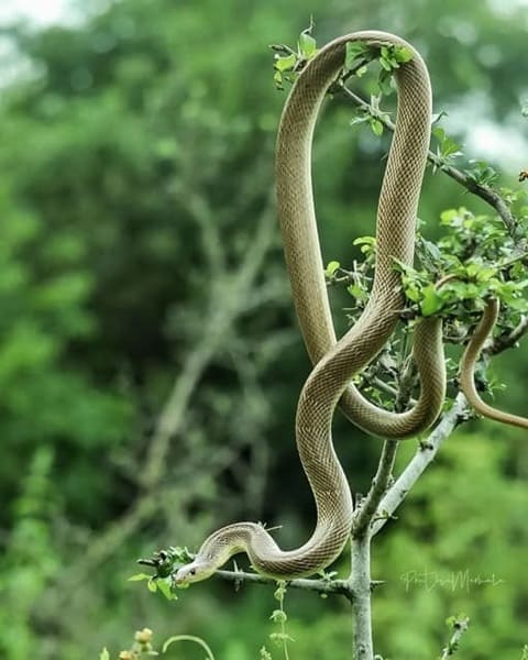 ক্ষেতমেটে ছবি 3
