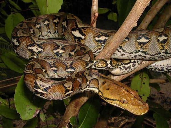 জালি/গোলবাহার অজগর সাপ ছবি 2