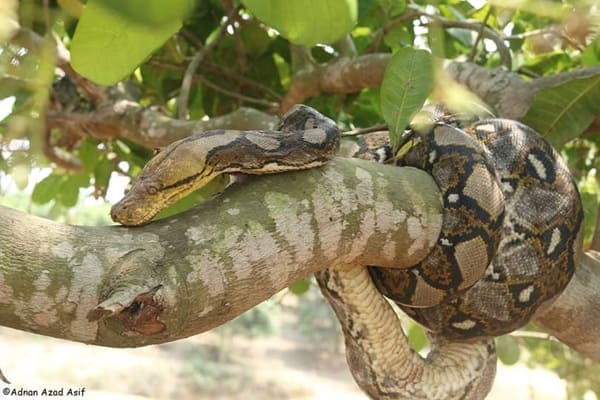 জালি/গোলবাহার অজগর সাপ ছবি 3