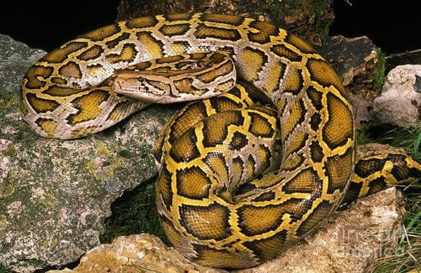 বার্মিজ অজগর সাপ - Burmese python snake