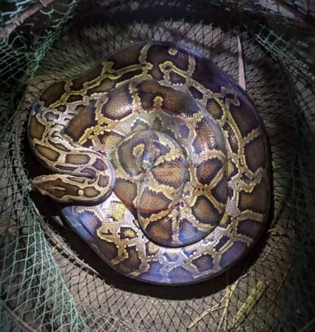 বার্মিজ অজগর সাপ ছবি 2