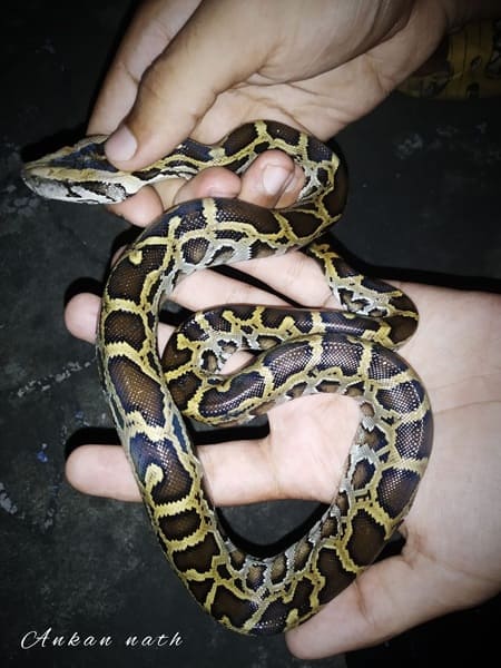 বার্মিজ অজগর সাপ ছবি 3