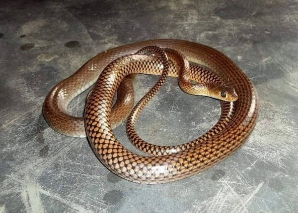 ইন্দোচিনা দাঁড়াশ সাপ ছবি 2