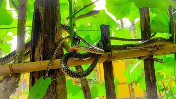 ইন্দোচিনা দাঁড়াশ সাপ ছবি 3