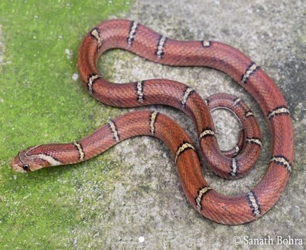 পাকড়া উদয়কাল সাপ ছবি 3
