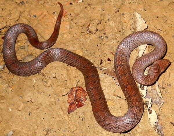 কালো দাগি উদয়কাল সাপ ছবি 2