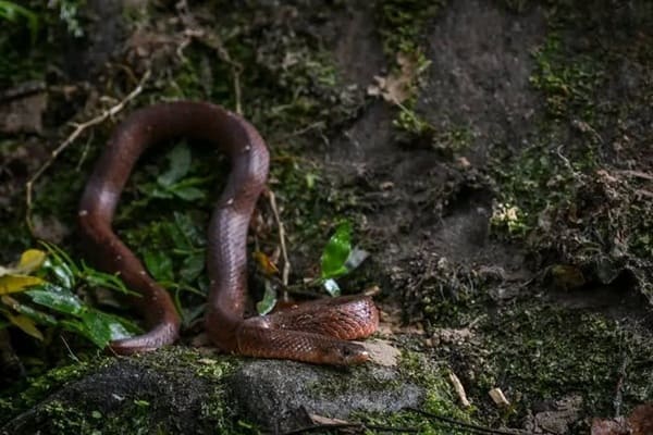 কালো দাগি উদয়কাল সাপ ছবি 3