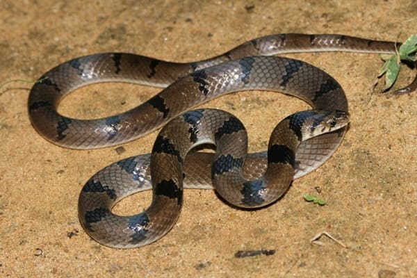 বলয় উদয় কাল সাপ - Banded kukri snake