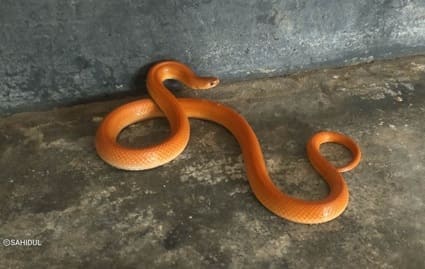 কমলাবতী সাপ ছবি 2