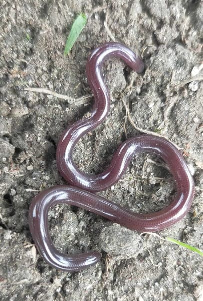 ব্রাক্ষনী দুমুখো সাপ / পুয়ে সাপ - Brahminy Blind Snake