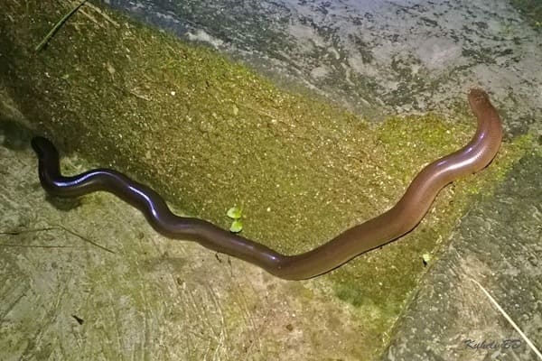 ডায়ার্ডের দুমুখো সাপ ছবি 2