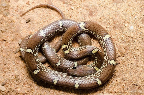 পাতি ঘরগিন্নি সাপ - Common Wolf Snake