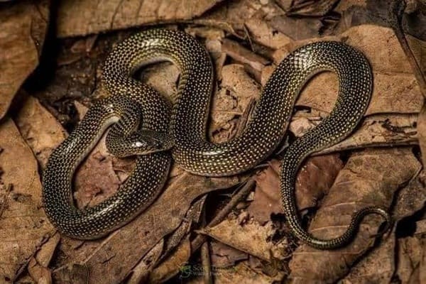 হলুদ-ছাপ ঘরগিন্নি সাপ ছবি 2