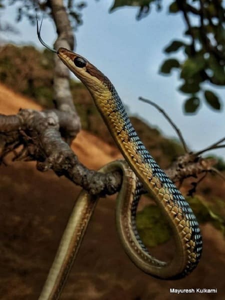পাতি বেত আচড়া সাপ ছবি 2