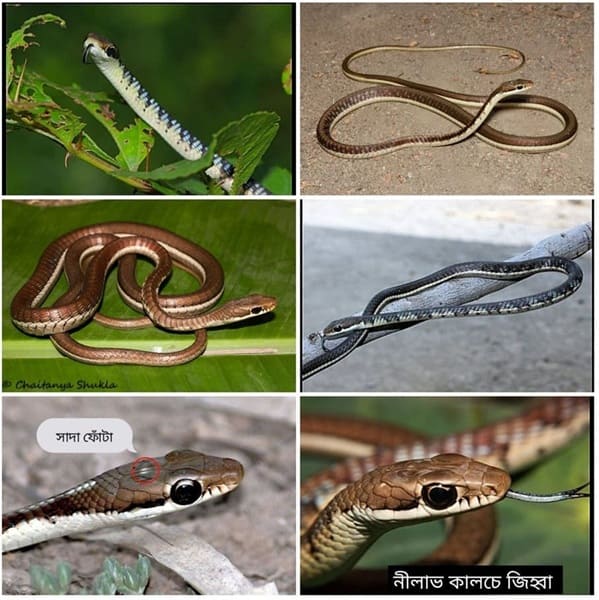 পাতি বেত আচড়া সাপ ছবি 3