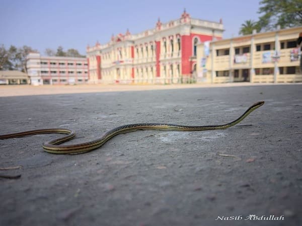 চিত্রিত বেত আচড়া সাপ ছবি 2